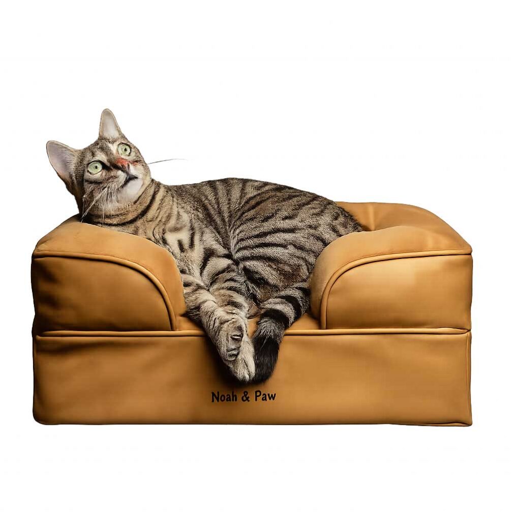 cat orange noah
