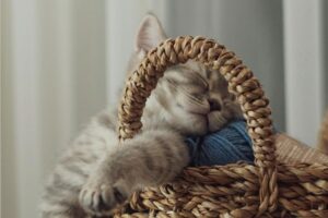 Kind kitten in basket