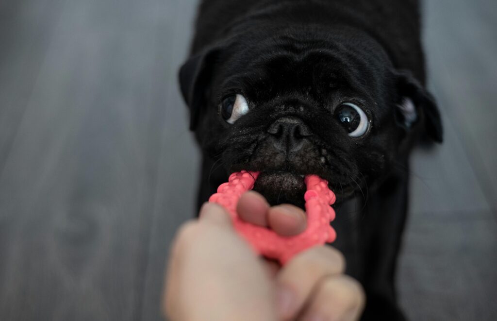 black pug playing with chew toy