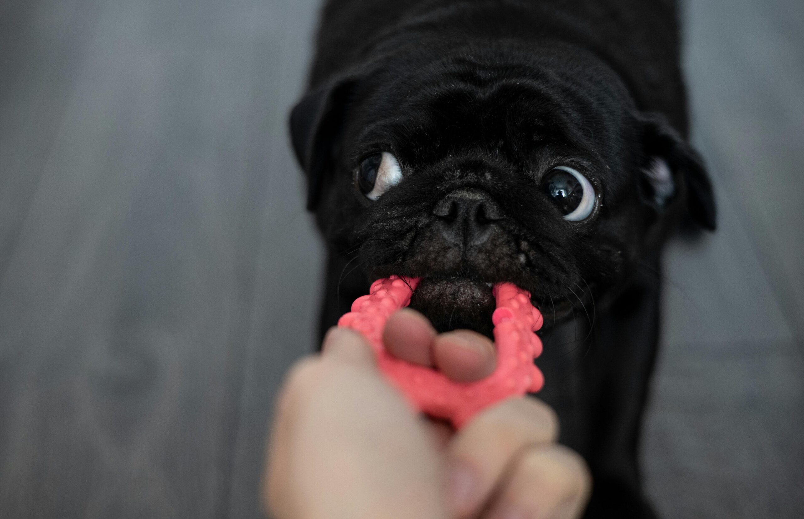 black pug playing with chew toy