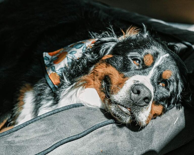 Dog resting peacefully in sunlight inside a cozy home.