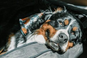 Dog resting peacefully in sunlight inside a cozy home.