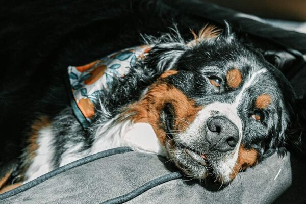 Dog resting peacefully in sunlight inside a cozy home.