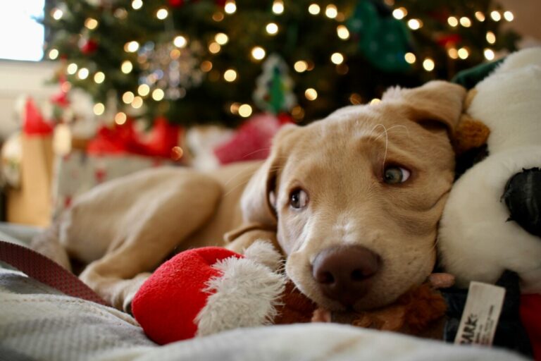 Dog lying under a Christmas tree with holiday toys, seen from a cozy pet point of view