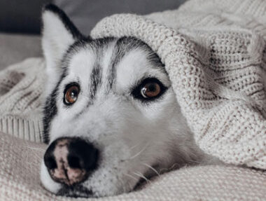 Husky dog under blanket being shy