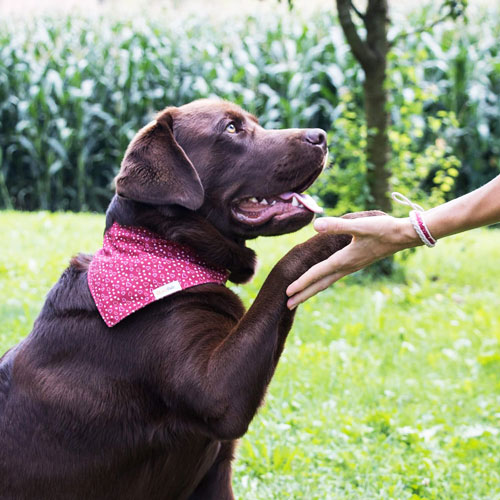matching bandana and friendship bracelet for dog and owner