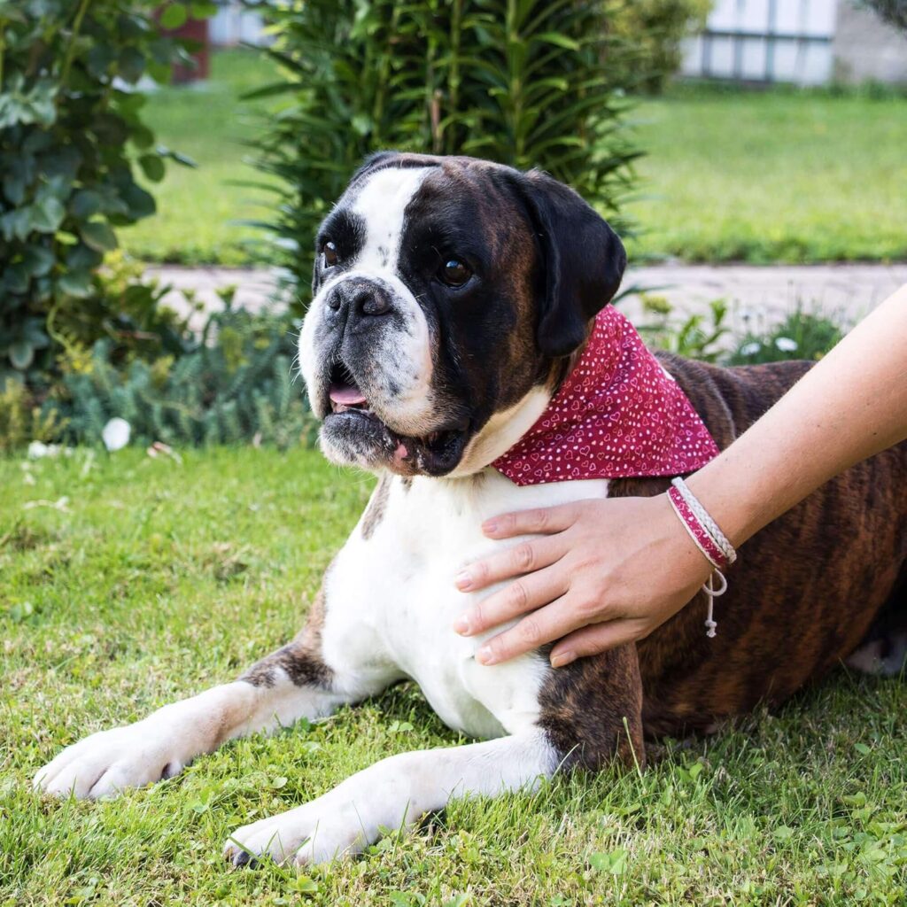 pettsie red bandana and friendship bracelet set