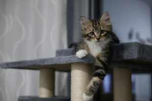 kitten on a scratching post