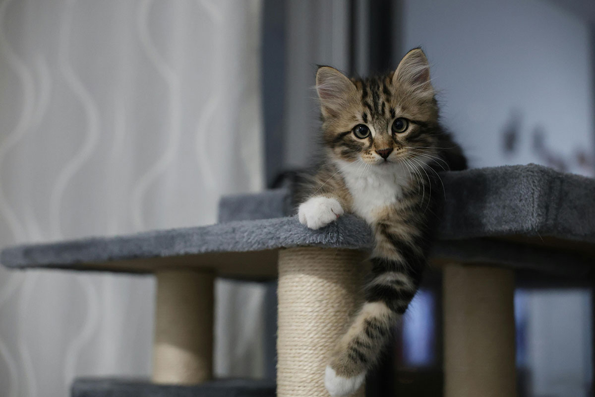 kitten on a scratching post