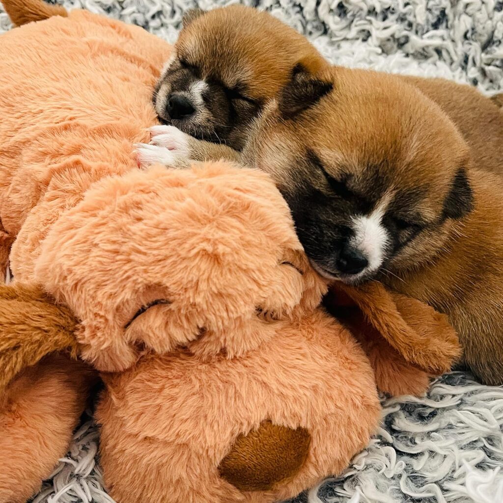 snuggly dog
