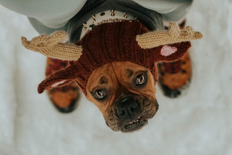 dog wearing knit hat hat shows personality