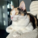penny calico cat