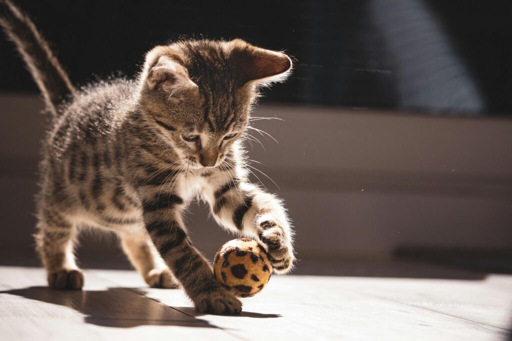 kitten playing with a toy ball for wellness and activity