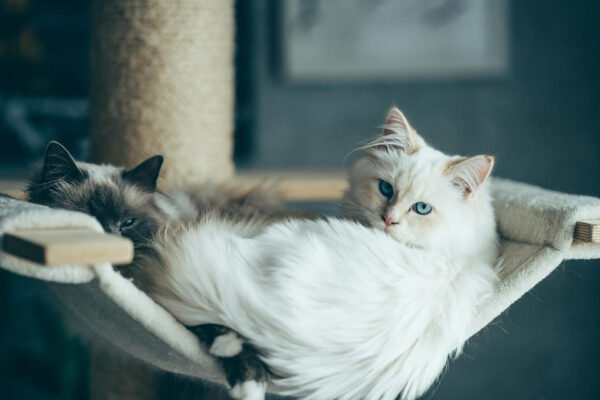 two cats in home swing