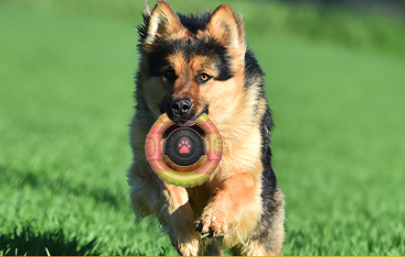 wellness interactive toy