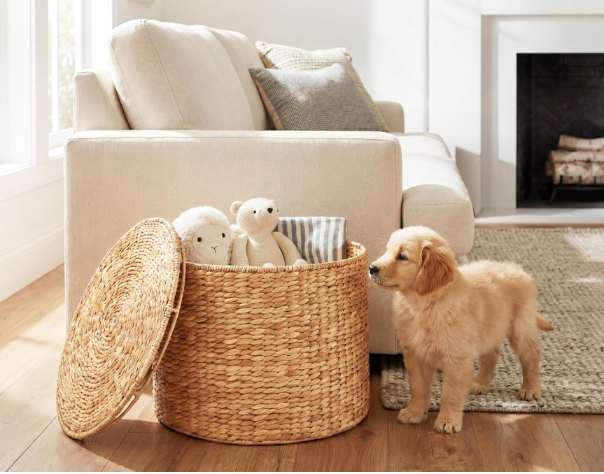 puppy with light ottoman